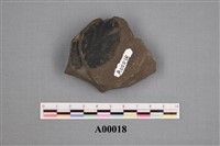 藏品(樹葉化石)的圖片